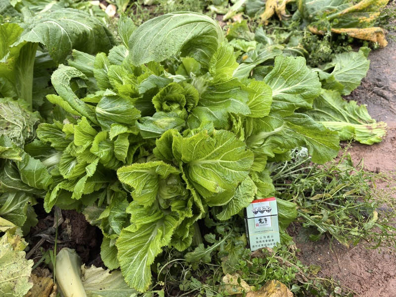 儿菜