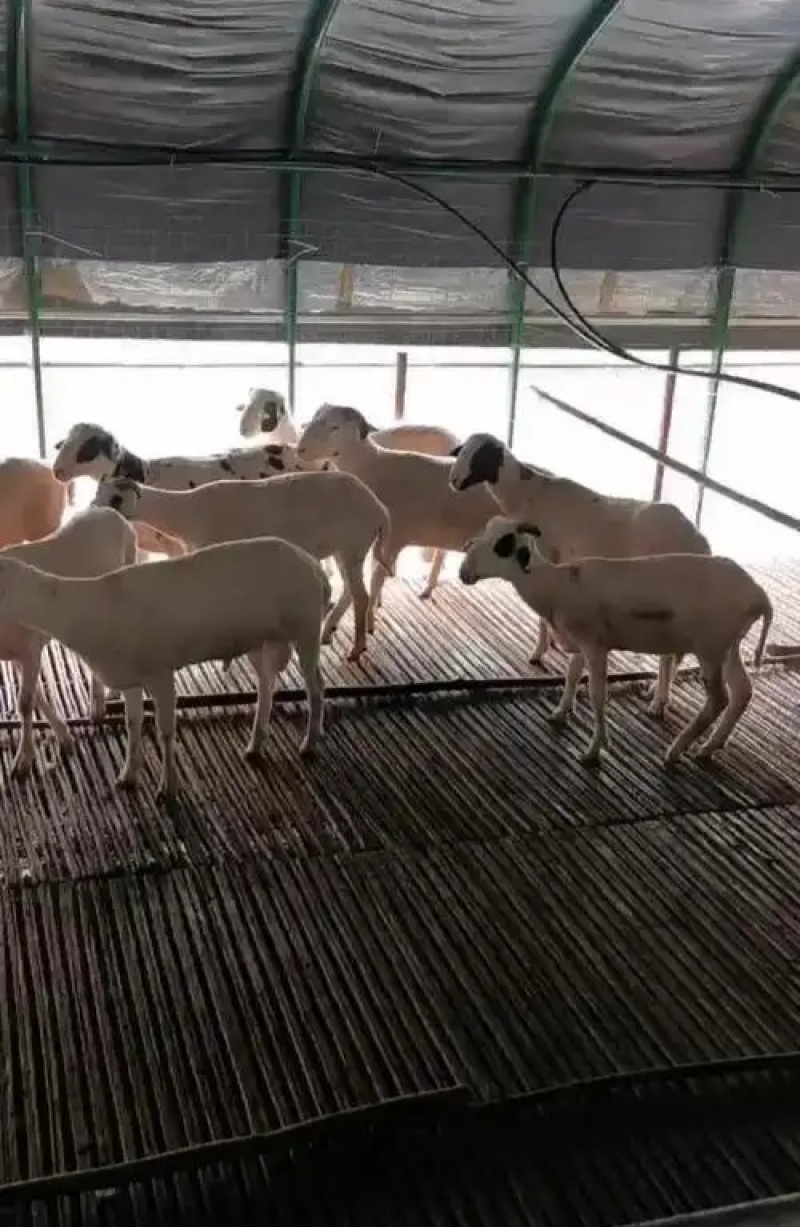 小羊苗