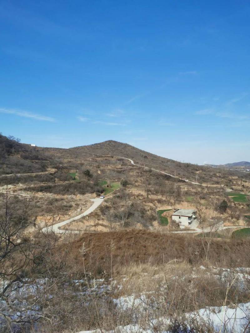 许昌道地桃枝