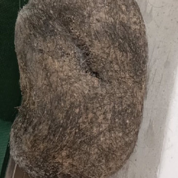 养了六年的猪，里面有个猪宝，如果有哪个老板需要，请取系