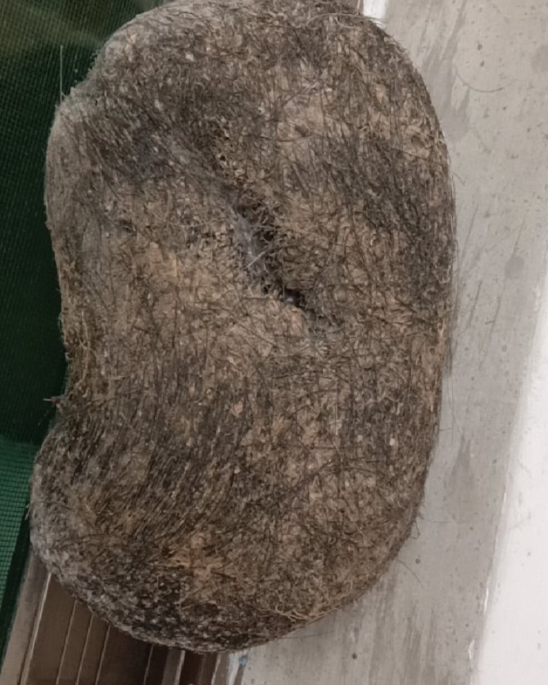 养了六年的猪，里面有个猪宝，如果有哪个老板需要，请取系