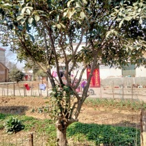 桂花树