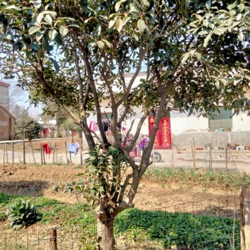 桂花树