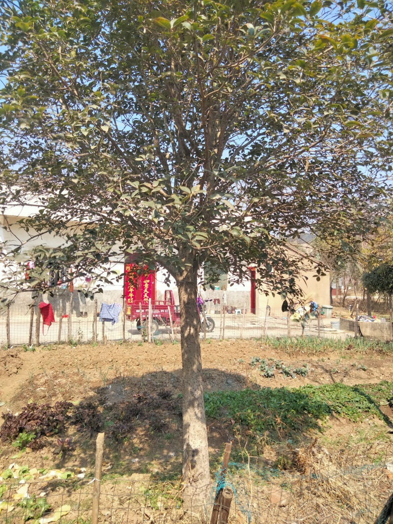 桂花树