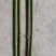 竹子