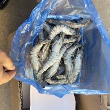 黑虎虾