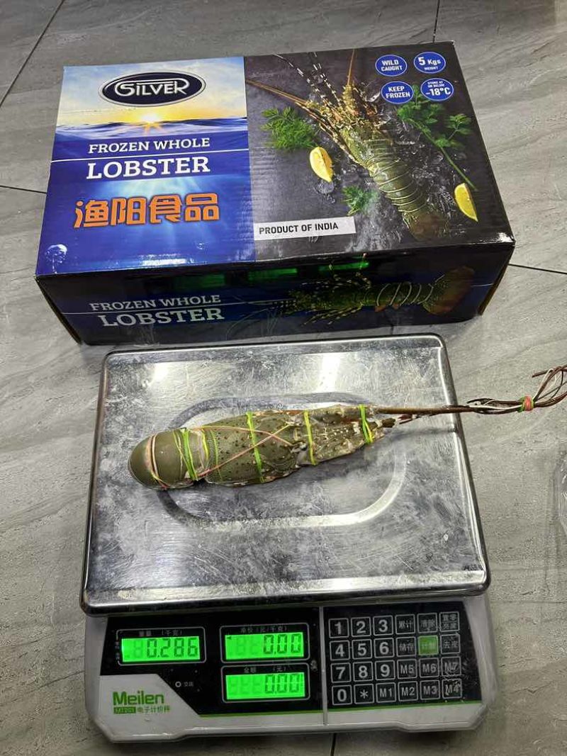 渔阳🌟印度🇮🇳小青龙刺身级别（原装货）