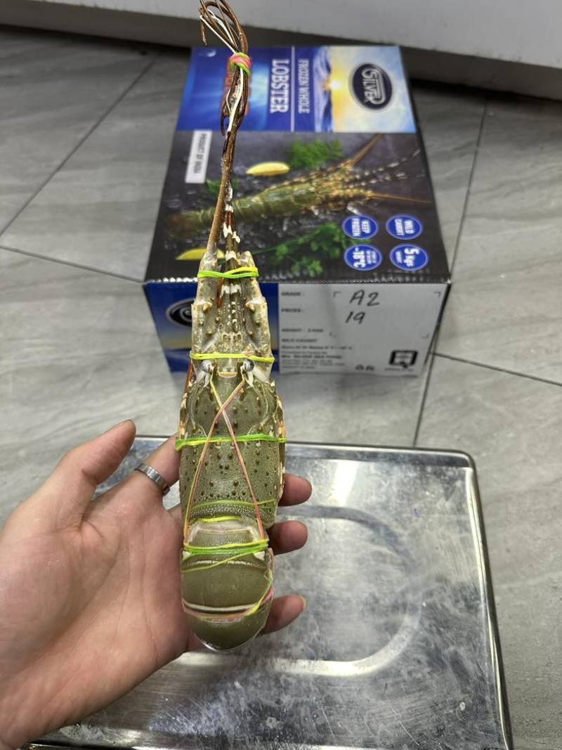 渔阳🌟印度🇮🇳小青龙刺身级别（原装货）