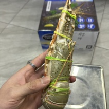 渔阳🌟印度🇮🇳小青龙刺身级别（原装货）