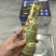 渔阳🌟印度🇮🇳小青龙刺身级别（原装货）