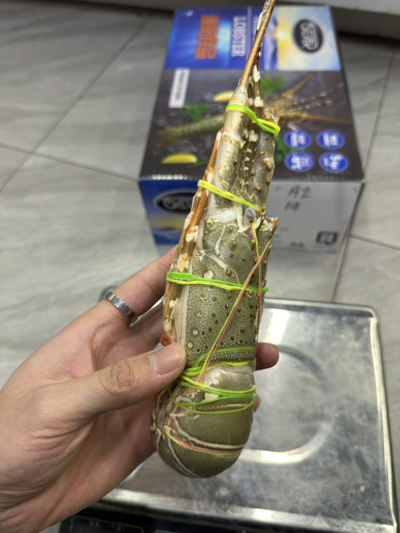 渔阳🌟印度🇮🇳小青龙刺身级别（原装货）
