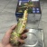 渔阳🌟印度🇮🇳小青龙刺身级别（原装货）