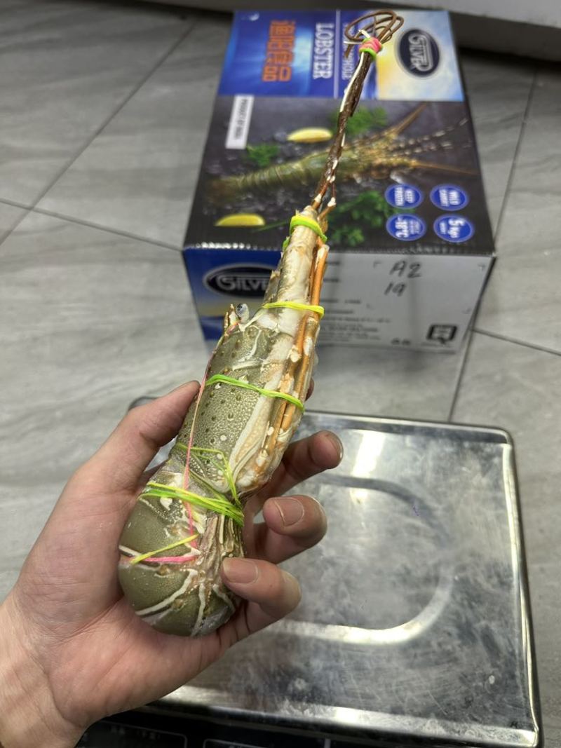 渔阳🌟印度🇮🇳小青龙刺身级别（原装货）
