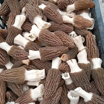 羊肚菌