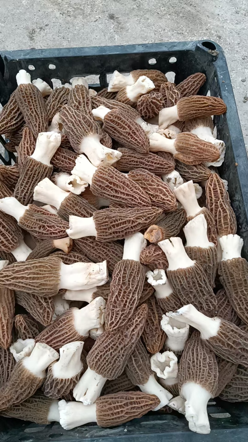 羊肚菌