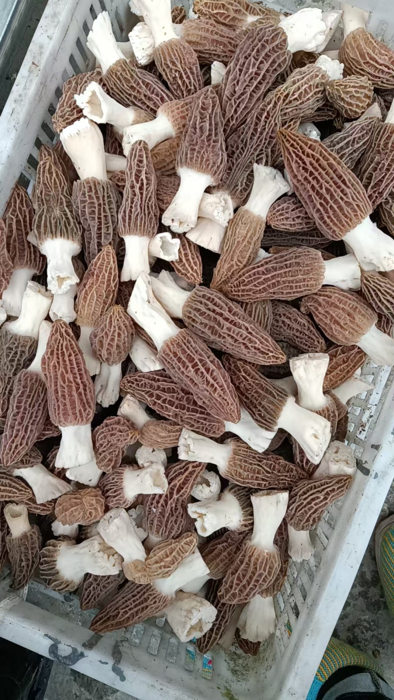 羊肚菌