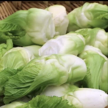 儿菜