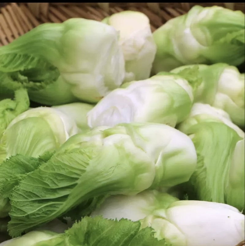 儿菜