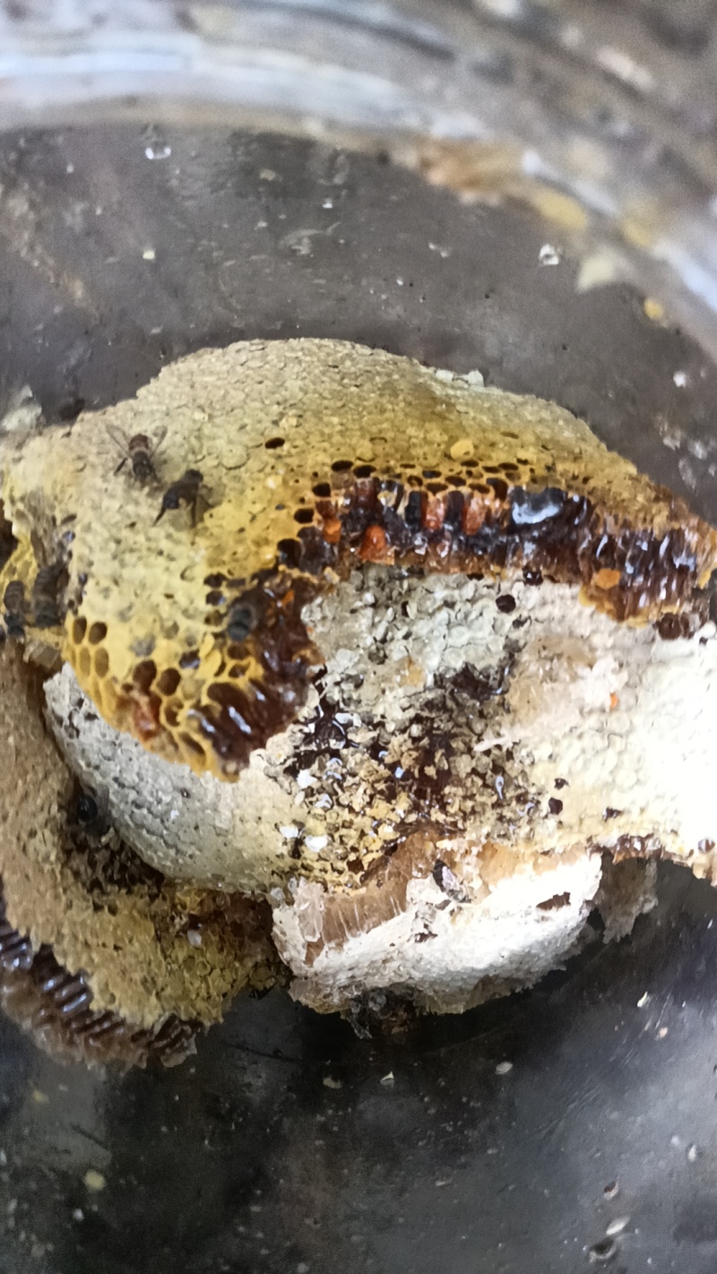 山上自己采摘的野蜜蜂糖