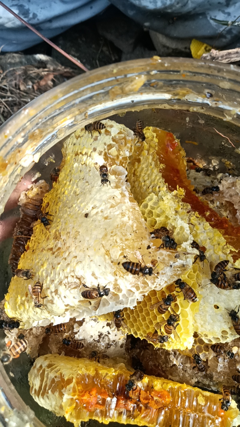 山上自己采摘的野蜜蜂糖