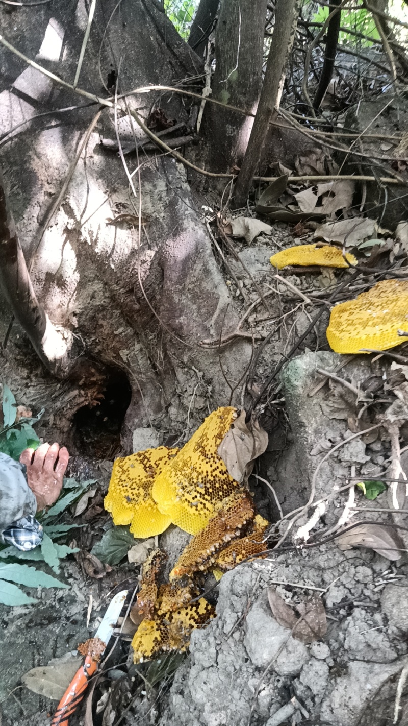 山上自己采摘的野蜜蜂糖