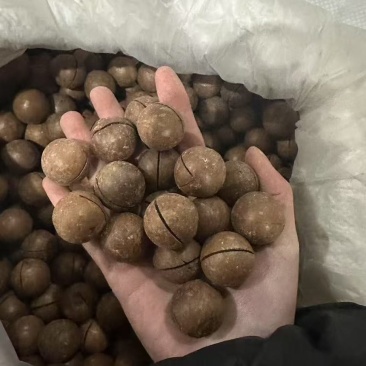 夏威夷果一手货源全国发货支持代发