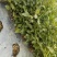 横县茉莉花苗！