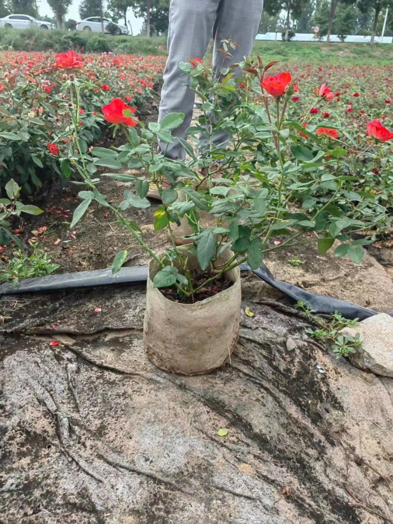 月季盆花