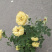 月季盆花