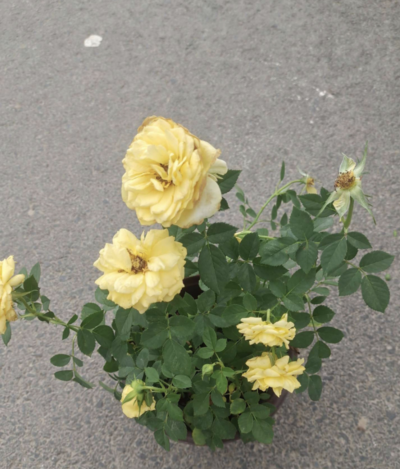 月季盆花