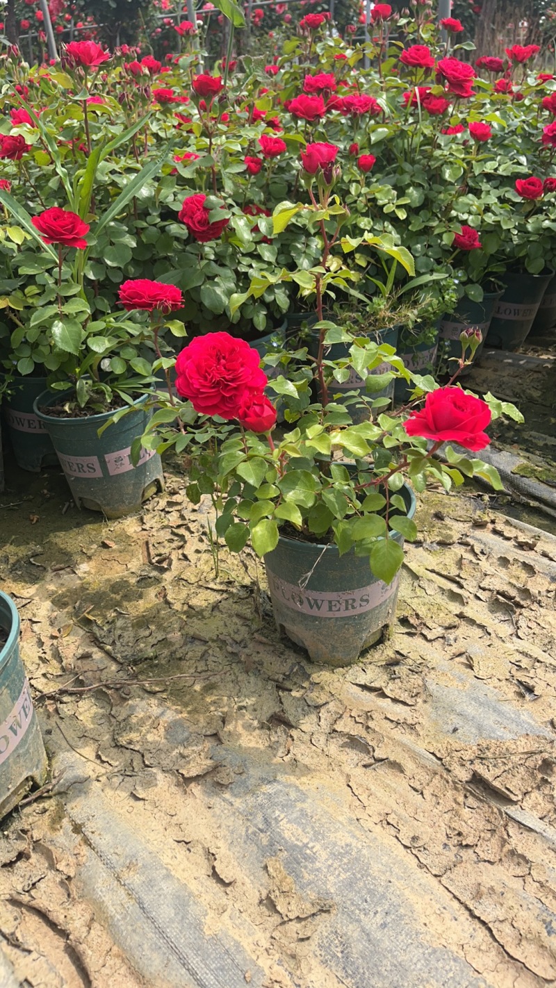 加仑盆盆花月季