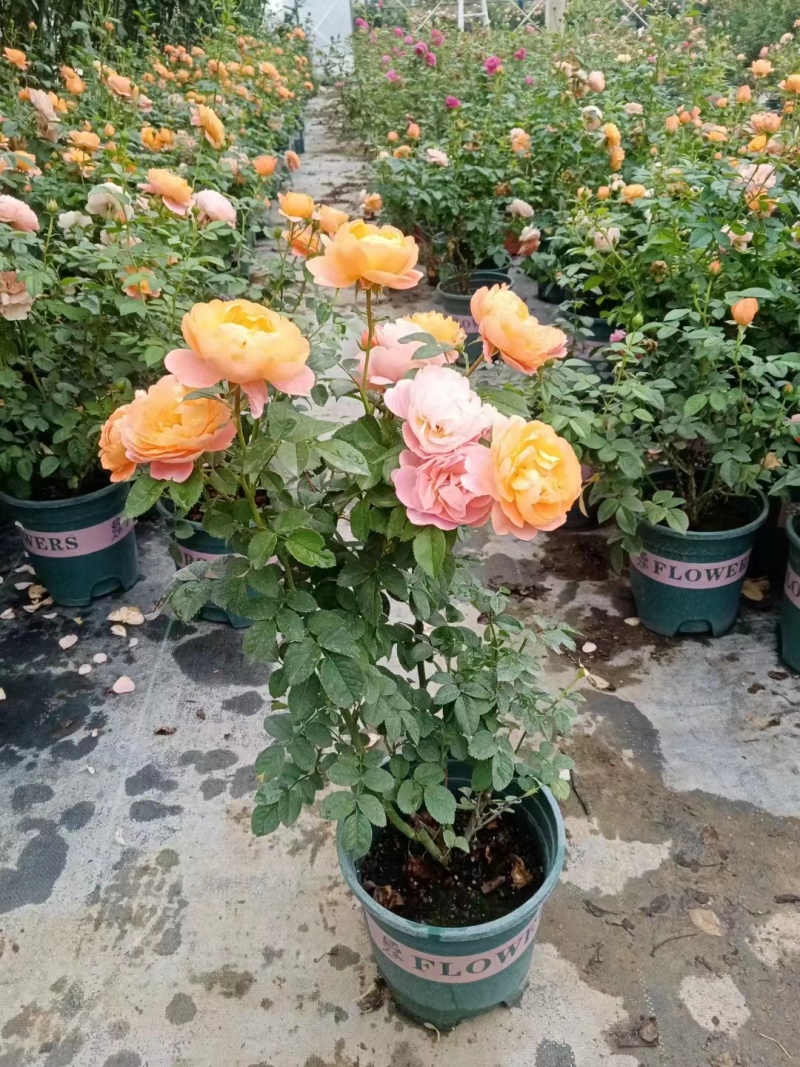 加仑盆盆花月季