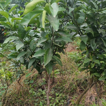 沃柑杯苗40公分起产地直发现挖现发批发零售，欢迎预定