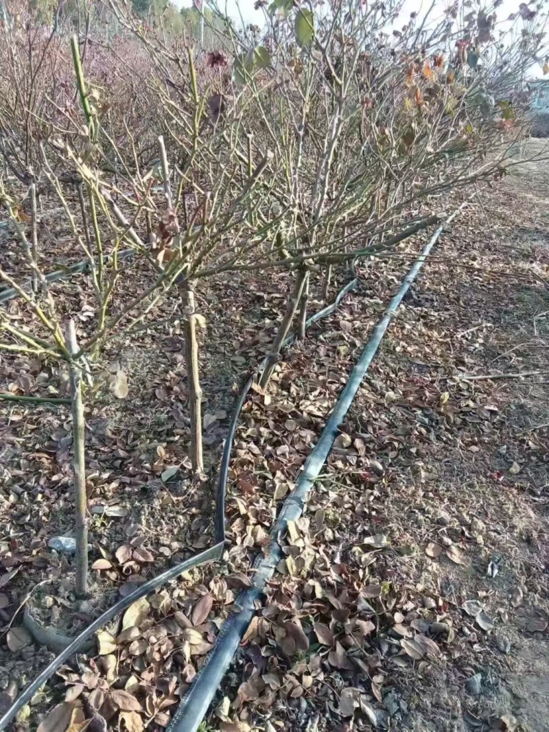 清地棒棒糖