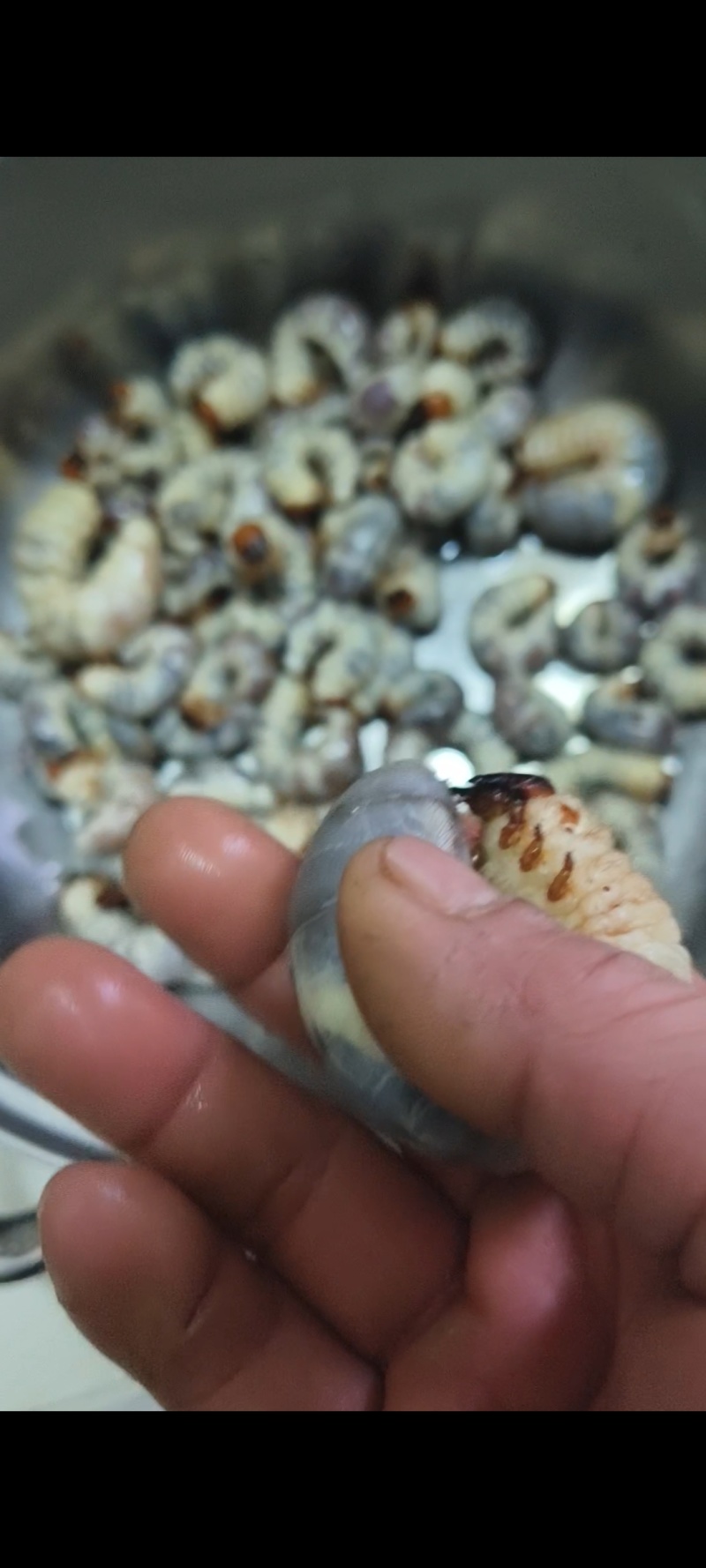 独角仙幼虫活体