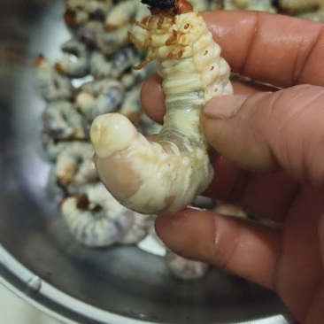独角仙幼虫活体