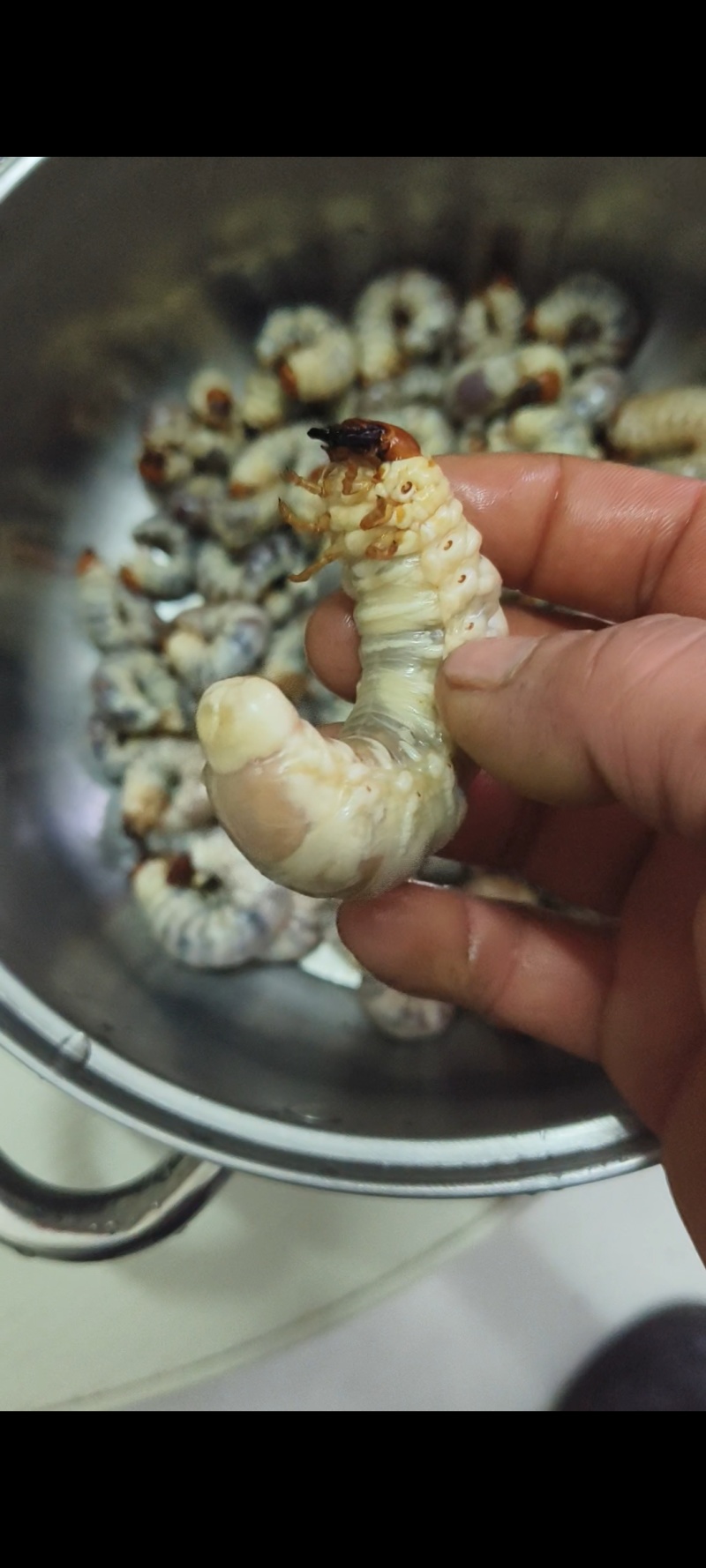 独角仙幼虫活体