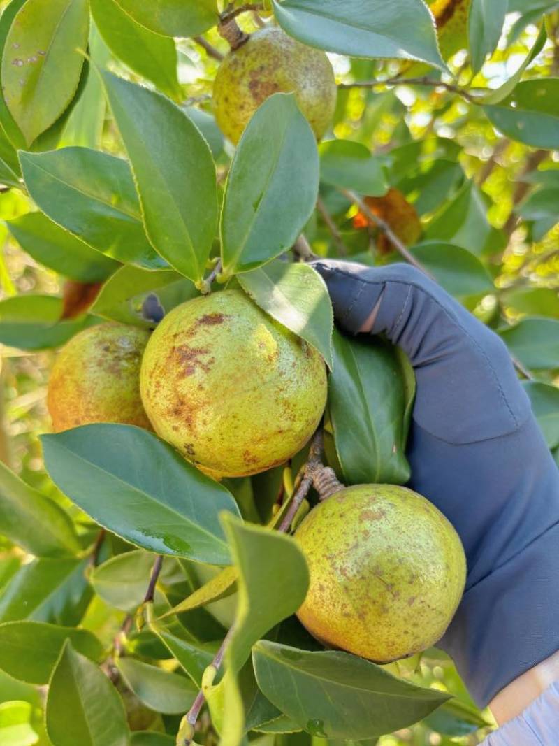 老树小籽山茶油茶油飘香接单中好的茶油色泽金黄