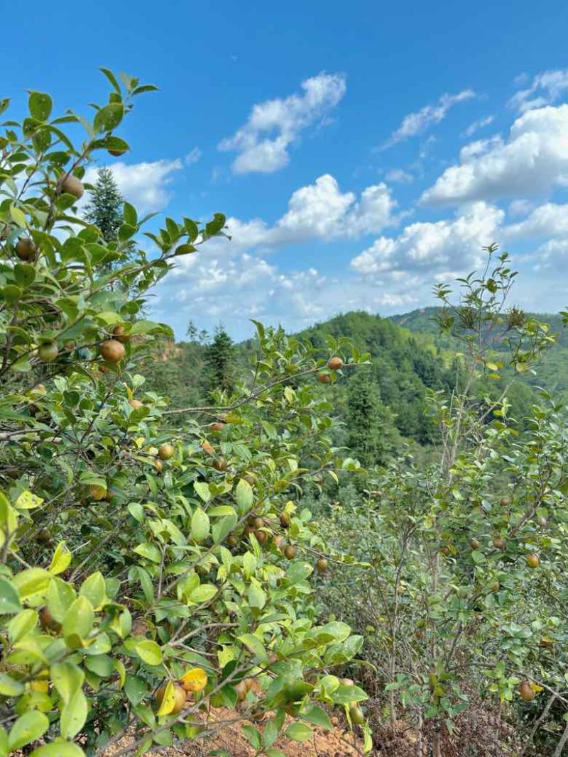 老树小籽山茶油茶油飘香接单中好的茶油色泽金黄