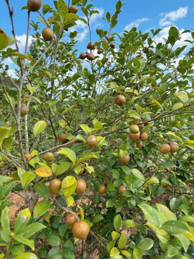 老树小籽山茶油茶油飘香接单中好的茶油色泽金黄