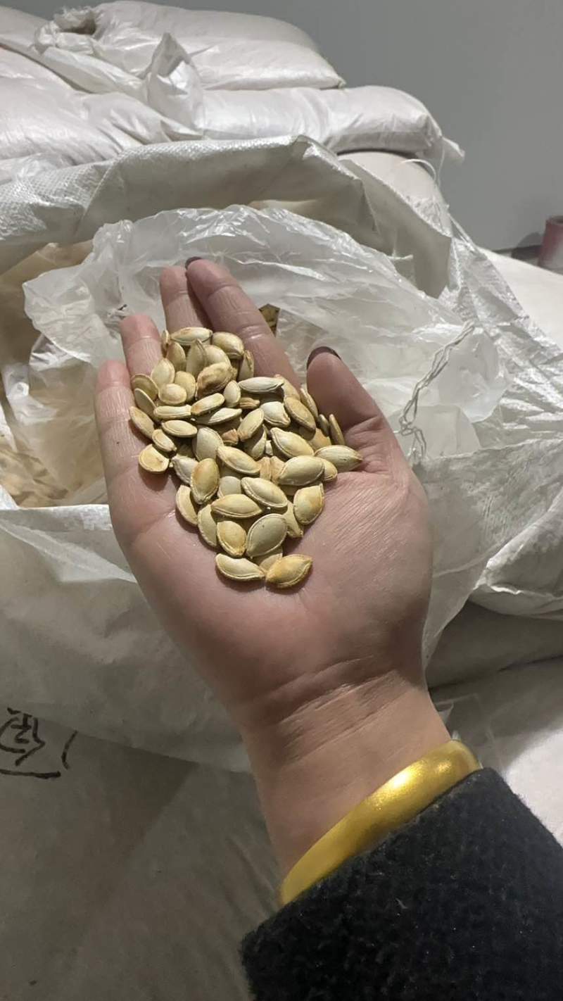 南瓜子原味好品质支持代发全国发货