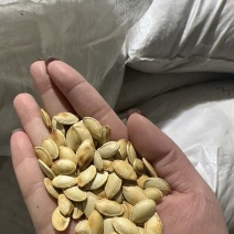 南瓜子原味好品质支持代发全国发货