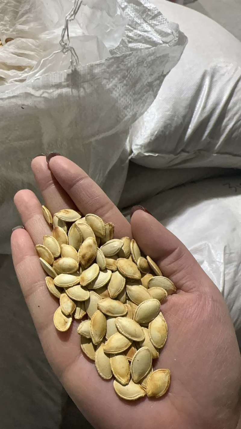 南瓜子原味好品质支持代发全国发货