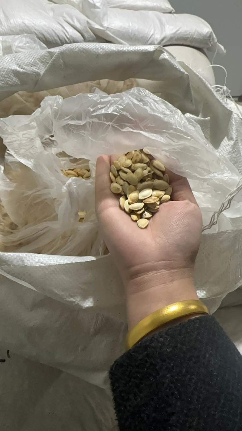 南瓜子原味好品质支持代发全国发货