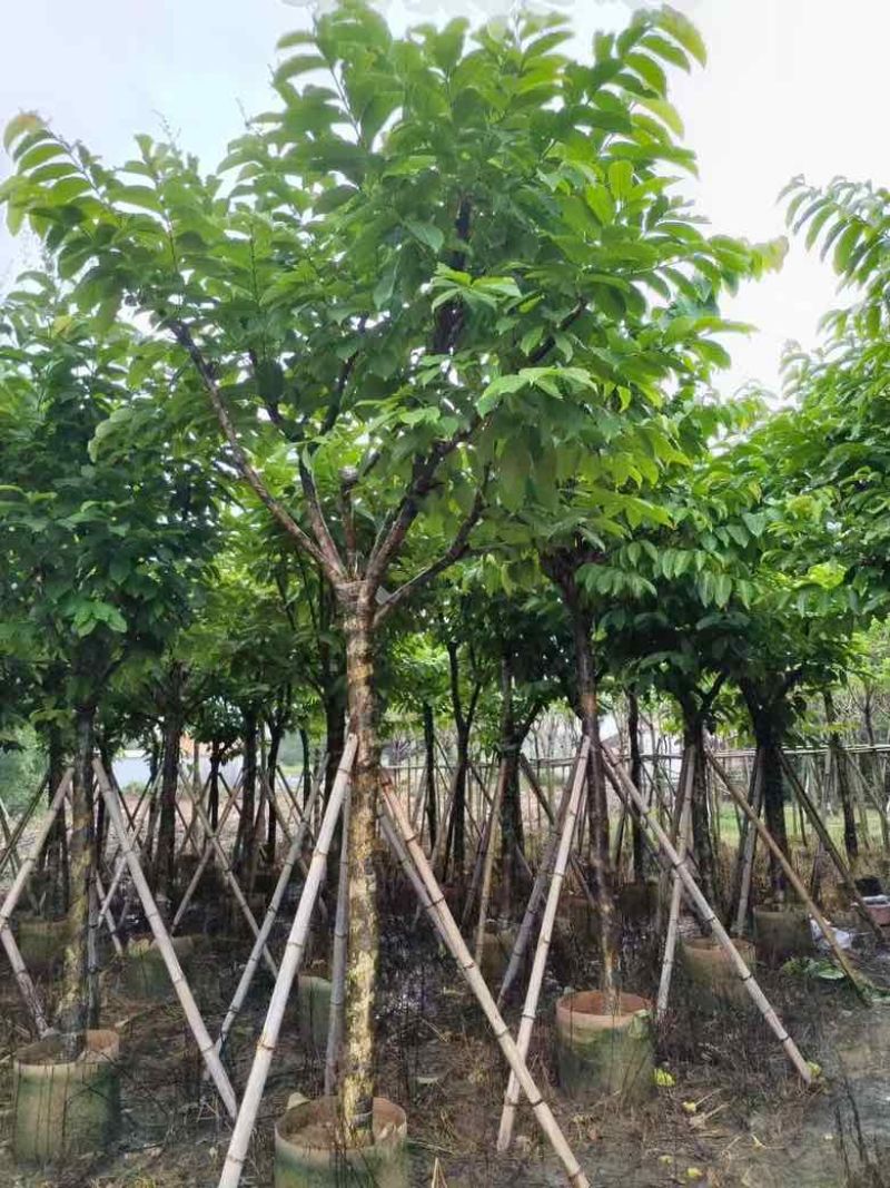大叶紫薇5-18分，大量低价出售