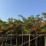 大叶紫薇5-18分，大量低价出售