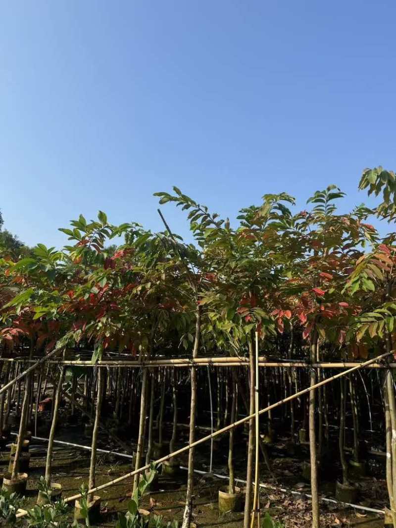 大叶紫薇5-18分，大量低价出售