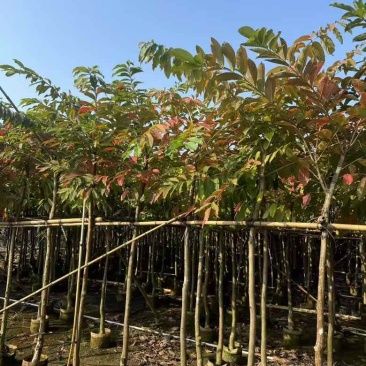 大叶紫薇5-18分，大量低价出售