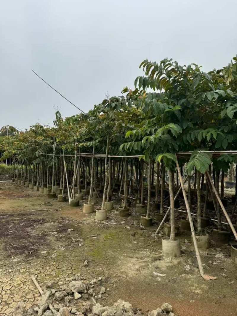 大叶紫薇5-18分，大量低价出售