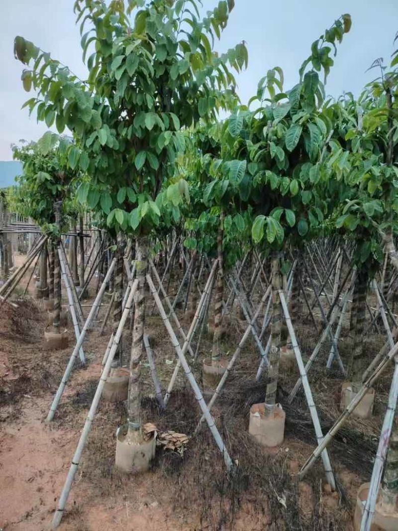 大叶紫薇5-18分，大量低价出售